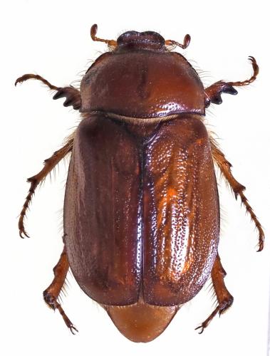 Amphimallon vernale vernale